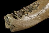 Bargain, Irish Elk Jaw Section - Pleistocene, Germany #123489-2